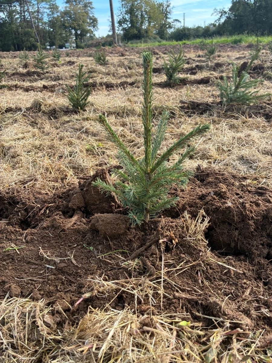 Les plantations de sapins 2025 sont terminées ! 🌲